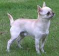 /album/ra%c3%a7as%20de%20cachorros%20%2c%20%28%3a/chihuahua-2-jpg/
